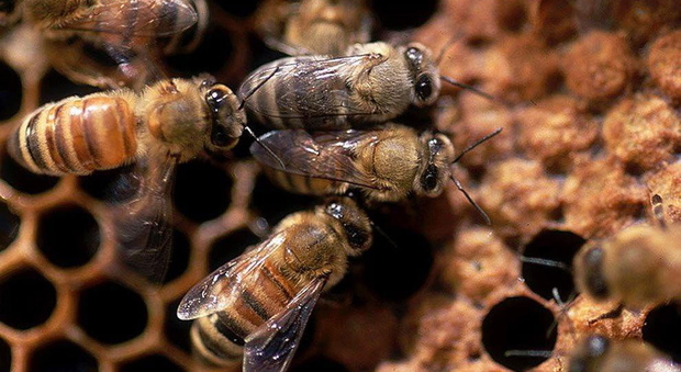 Il video delle api sterminate dai veleni: tremano tutte prima di morire
