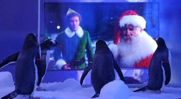I pinguini davanti allo schermo che proietta film di Natale (immag pubbl da Stripe Communications su Fb e da London Aquarium Sea Life su Fb)