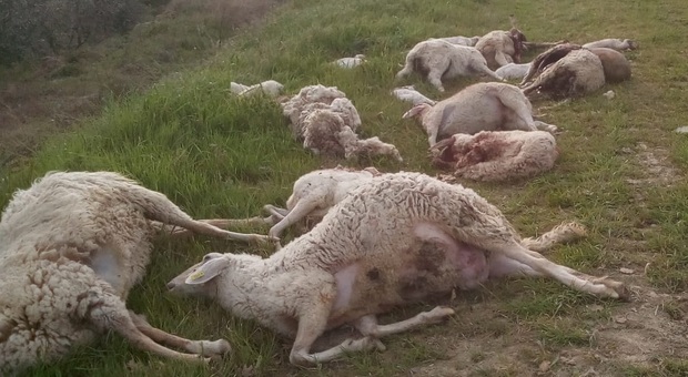 Pecore uccise dai lupi