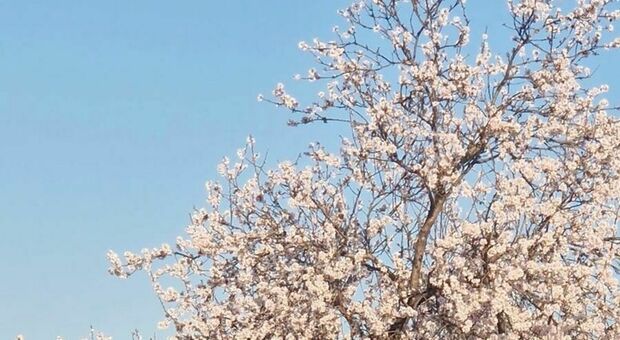 Finta primavera e mandorli in fiore. L'allarme di Coldiretti: "La natura è in tilt"