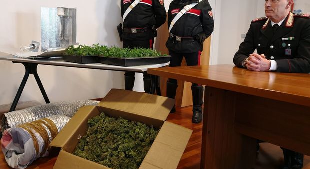 Scovati 150 chili di marijuana, arrestati due coltivatori cinesi