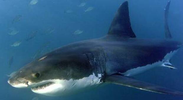Turista attaccato da uno squalo sul litorale di San Paolo: primo caso in 30 anni