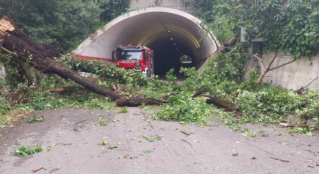 Frosinone, crolla un albero all'ingresso del tunnel di San Gerardo: tragedia sfiorata. Strada chiusa e verifiche