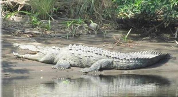 Messico, pescatore 18enne sbranato da un coccodrillo davanti agli amici nella riserva naturale
