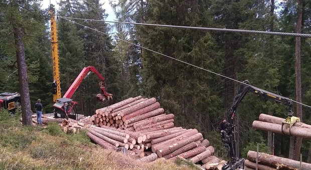 Al lavoro nei boschi per il taglio degli alberi schiantati