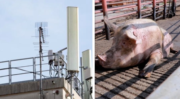 Decide di installare un'antenna 5G, trova una testa di maiale infilzata nel cancello: la minaccia choc