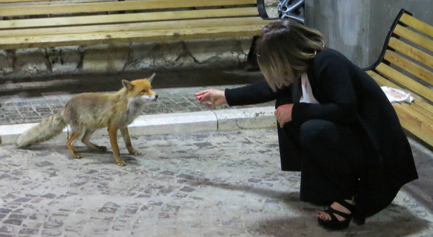 Fox, la piccola volpe star del parco d'Abruzzo: mangia dalle mani di un'amica