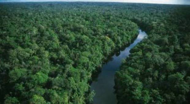 Ambiente, la Terra è più verde del previsto 422 alberi a testa, deforestazione in calo