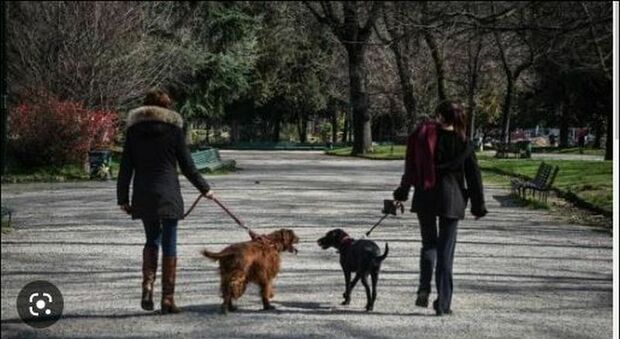 Roma, scoperta una ladra di cani sulla Tiburtina: è allarme