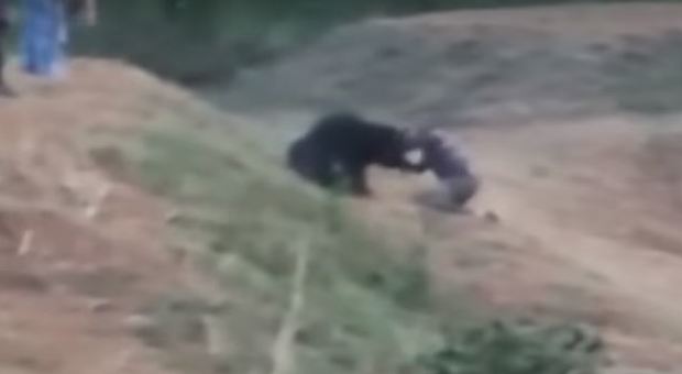India, vuole farsi un selfie con un orso: sbranato