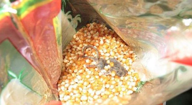 Topo morto nel sacchetto del mais: famiglia sotto choc a Londra
