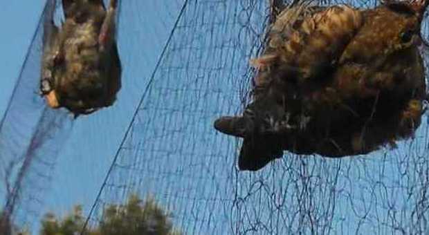 ​Catturava uccelli con reti illegali e poi li nascondeva nelle gabbie