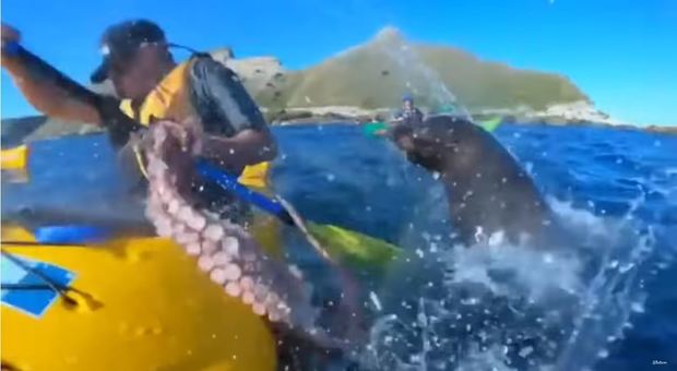 Incredibile in Nuova Zelanda, la foca schiaffeggia un uomo con un polpo