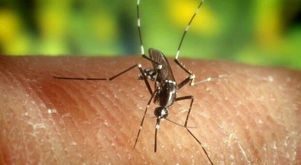 Malaria, 44 i casi in provincia di Padova negli ultimi tre anni: aumenta il rischio di un'epidemia di morbillo a causa del calo delle vaccinazioni