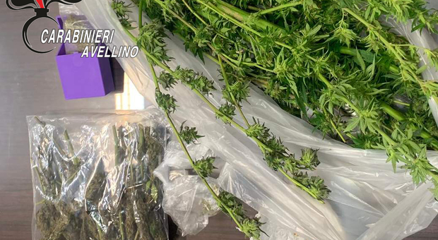 Marijuana in tasca, piante e semi di canapa indica a casa: preso pusher