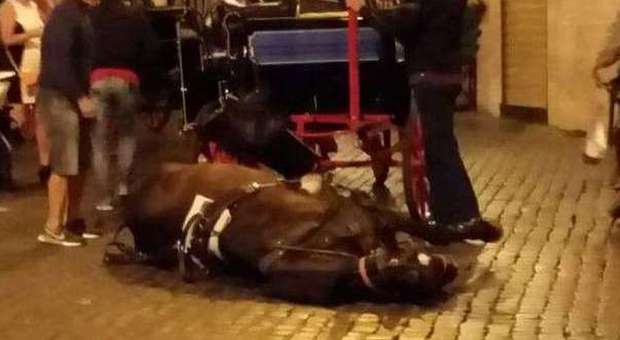 Botticelle, un altro incidente cavallo cade a terra a Montecitorio