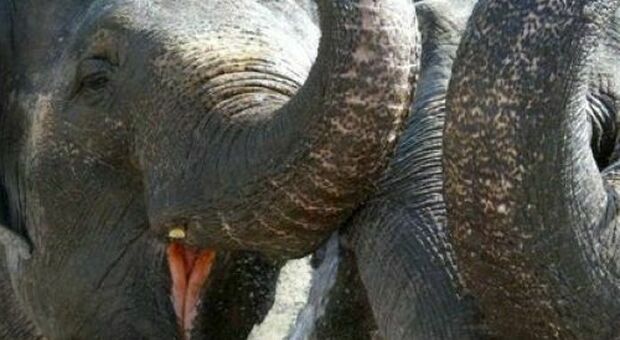 Uccidono un cucciolo di elefante, la mandria si vendica calpestando a morte un uomo: cosa è successo