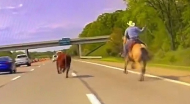 Mucca fugge in autostrada, il cowboy la cattura con il lazo come in un film western