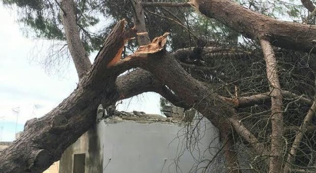 Un pino crollato su una casa a San Cesario di Lecce