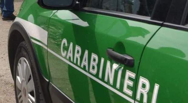 Pascolo abusivo in Irpinia, i carabinieri denunciano 65enne