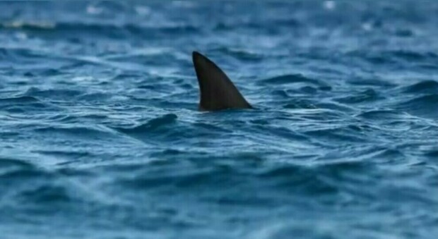 Australia, va a fare il bagno e muore sbranato da uno squalo