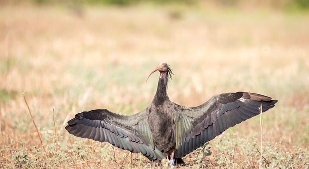 Nel 2020 record di ibis eremita in via d'estinzione uccisi da bracconieri in Italia