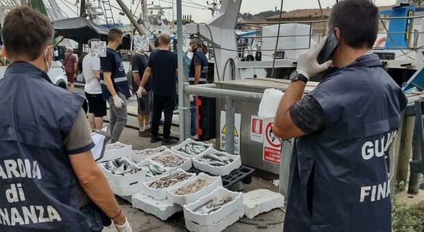 Sequestro di pesce a seguito di controlli della Guardia di Finanza di Ancona e Guardia Costiera di Ancona