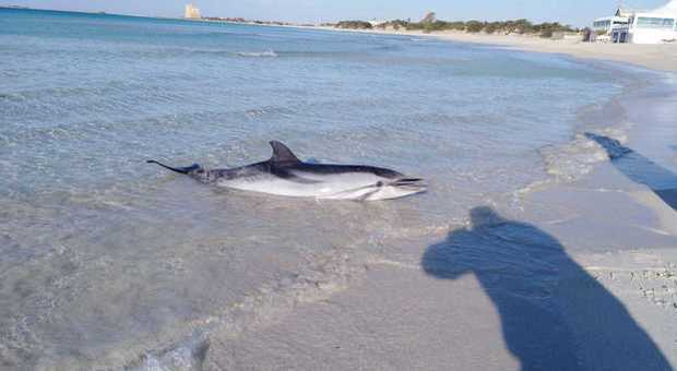 Delfino trovato morto in riva al mare