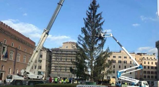 Roma, arriva l'albero di Natale a piazza Venezia