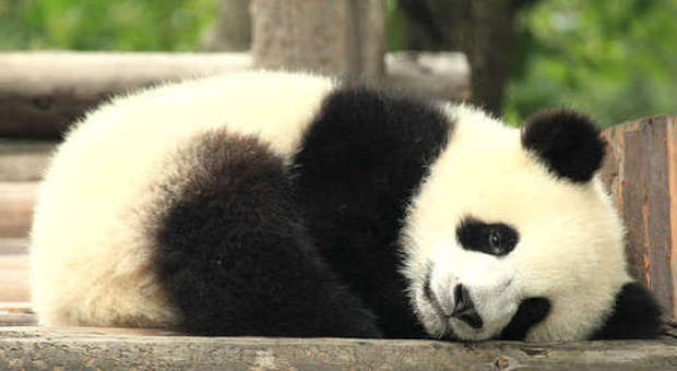 Il panda è depresso dopo l'addio all'amico