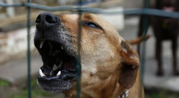 Massacra il cane a martellate e gli taglia la gola: "Era per sfogare lo stress"