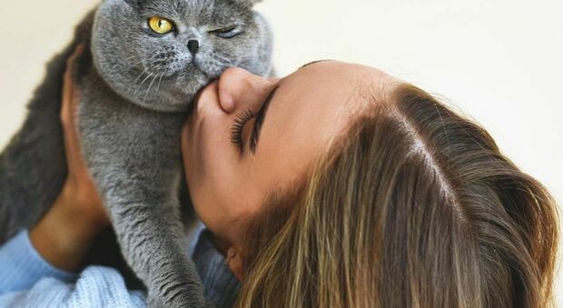 Gatti, l'espressione tirata può essere sintomo di dolore