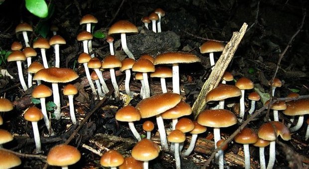 "I funghi allucinogeni cureranno le forme più gravi di depressione"