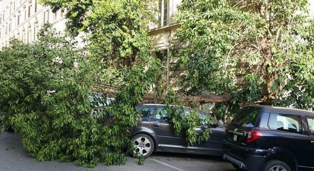 Roma, paura a Prati: crolla grosso albero. Auto distrutte e panico tra i passanti