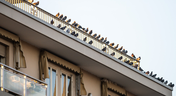 Un'immagine dei piccioni sulle ringhiere di un palazzo in centro a Pieve di Soligo