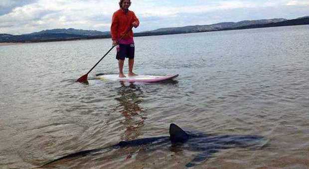 Sardegna, sorpresa in spiaggia: incontro ravvicinato con uno squalo di 2 metri