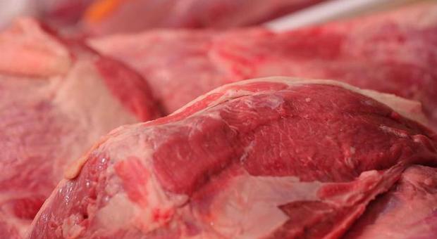 Nel frigo del bilico 600 kg di carne avariata destinata a Friuli e Veneto