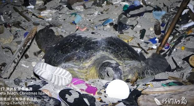 Mamma tartaruga depone le uova in mezzo ai rifiuti: le drammatiche immagini