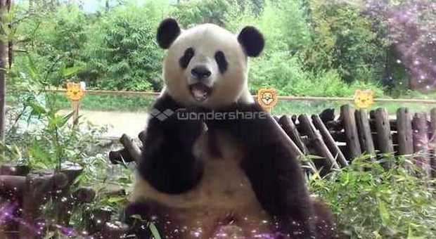 Il panda Si Jia è triste, lo zoo diventa un parco giochi