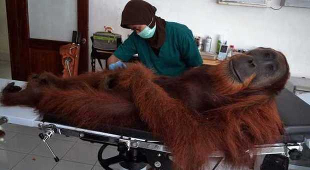 L'orango in ospedale