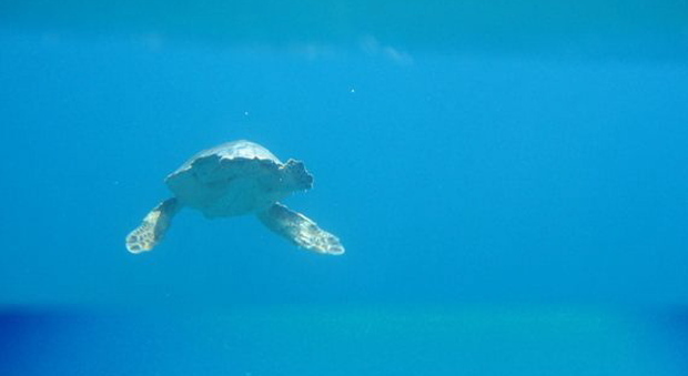 NEL MARE Una tartaruga nuota sott'acqua