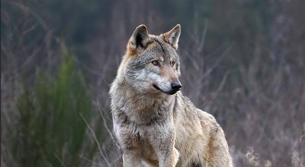 Castelraimondo, un asino sbranato dai lupi: torna l'allarme per gli attacchi