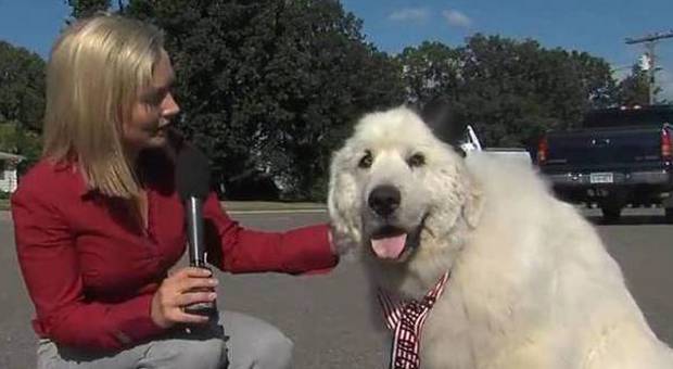 Duke, il cane diventato sindaco di un paese del Minnesota