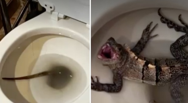 Iguana sbuca dal wc: «Ero sotto choc e paralizzato, l'ho sentita arrivare sotto la tavoletta»