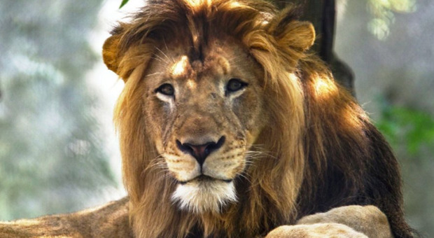 Uomo muore mentre cerca di farsi un selfie con un leone: «L'ha sbranato, non c'è stato nulla da fare»