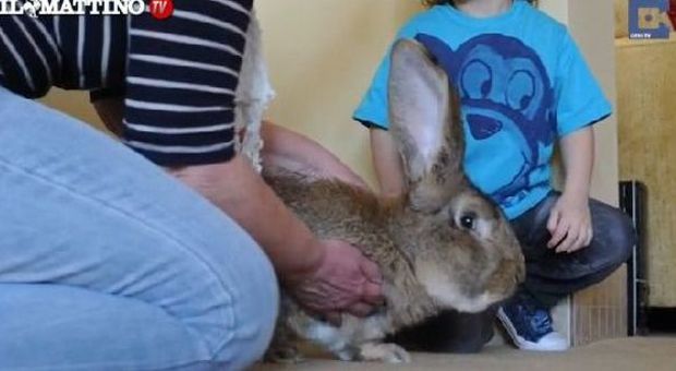 Ecco Dario, il coniglio piu grande del mondo| Guarda il video