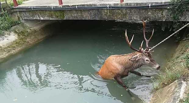 Cervo rischia di annegare, salvato dai carabinieri forestali