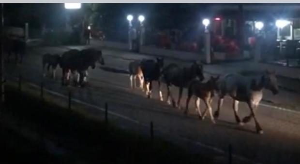 Valcomino, lo spettacolo della transumanza: centinaia di cavalli in marcia verso l'Abruzzo