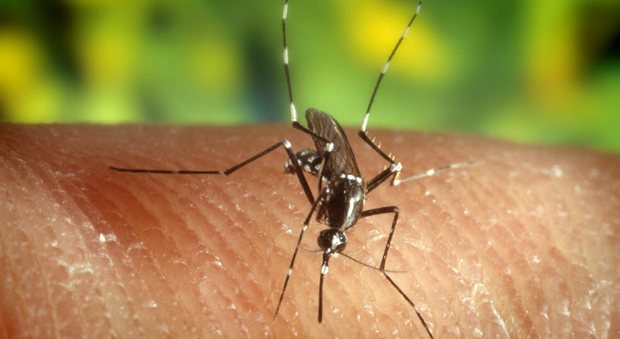 Chikungunya, isolato virus epidemia Lazio