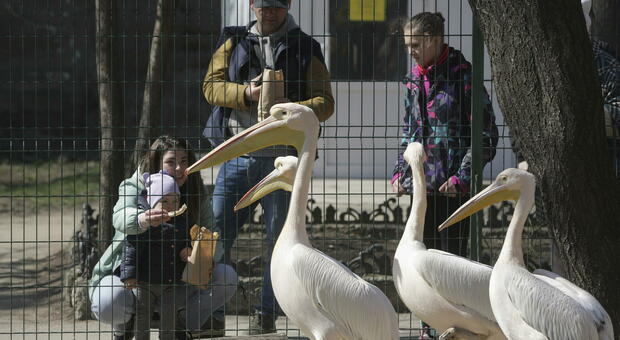 Lo zoo di Odessa riaperto agli ucraini dopo l'inizio della guerra